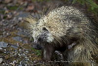 CNS1291 Erethizon dorsatum.jpg