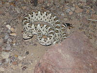 GAAF18 Crotalus cerastes.jpg