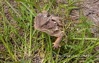 MN6TL0020 Phrynosoma orbiculare.jpg