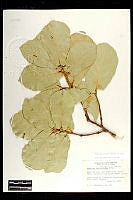 102085 Quercus coccolobifolia.jpg