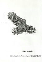 MARL0002 Abies concolor.jpg