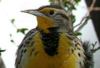MGaves 847 Sturnella neglecta.jpg