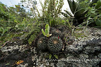 ZAPF0531 Mammillaria magnimamma.jpg