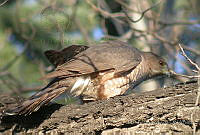 MGaves 792 Accipiter cooperii.jpg