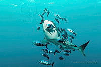 PRR01 Carcharhinus sp..jpg
