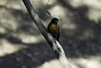 JRRO0186 Turdus migratorius.jpg