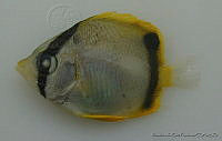 FVC0062 Chaetodon ocellatus.tif