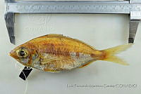 LFMG112 Gerres cinereus.jpg