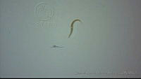 EAMS023 Trichostrongylidae.jpg