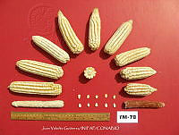 TampJVG155 Zea mays.jpg