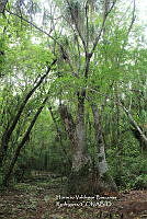 HVBR0093 Beaucarnea recurvata.JPG