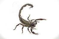 MASM07680 Centruroides gracilis.jpg