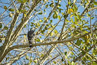 MEP05 Buteo plagiatus.jpg