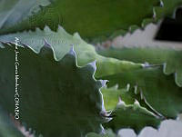 AJGM0257 Agave seemanniana.JPG