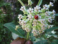 EEC0024 Asclepias similis.jpg