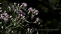 JJSE0014 Acourtia wrightii.JPG