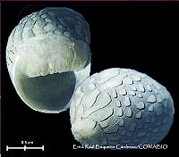 KT014 0562 Neritina virginea.JPG