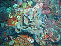 NE018 0910 Tridacna gigas.jpg
