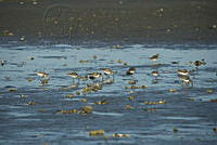 JRL0084 Calidris minutilla.jpg