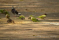 PRB0789 Myiopsitta monachus, Columba livia y Rattus sp..jpg