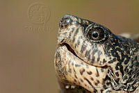 LV0083 Kinosternon sonoriense.jpg