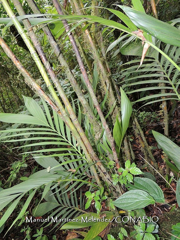 JF092%200827%20Chamaedorea%20costaricana.jpg.nyeWhoj0Mb3Ni8dhQA3g0JtbmFja29CbnFuZ3NAbXJ6LGtwZwA.Llc2VXmWZg