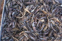 DK0878 Penaeidae.jpg