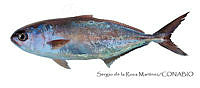 SRM0172 Seriola peruana.jpg