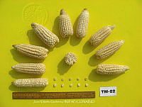 TampJVG163 Zea mays.jpg