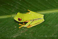 RLM0001 Agalychnis callidryas.jpg