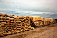 FGM0019 Zea mays.JPG