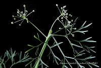 JDA D 00618 Cyclospermum leptophyllum.jpg