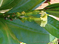 OTV6404 Thevetia ahouai.jpg