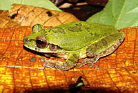 JLAL0085 Smilisca baudinii.jpg