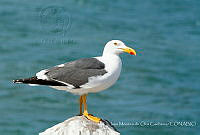 IMDOC3481 Larus livens.jpg