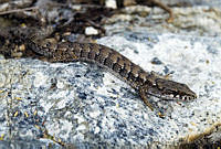 VHL0333 Elgaria paucicarinata.jpg