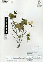 YPH0320 Bauhinia coulteri.jpg