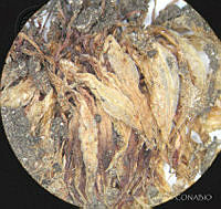 SL3922 Pinguicula oblongiloba.jpg