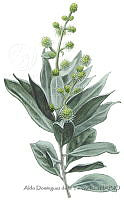ADDLT0006 Conocarpus erectus var. sericeus.JPG