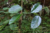 Zongo 0020 Philodendron seguine.jpg