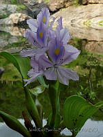 JRBB075 Pontederia crassipes.jpg