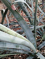 RG016 0562 Agave vivipara.jpg