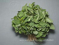 IMDOC4682 Amaranthus sp..jpg