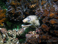 RALP0041 Muraena lentiginosa.jpg