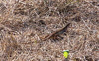 CGL5246 Aspidoscelis exsanguis.jpg