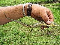 IdPS0033 Barisia imbricata.jpg