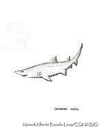 MARL0134 Carcharias taurus.jpg