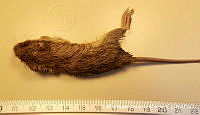 AMVDH 0003 Reithrodontomys fulvescens.JPG