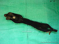 NGR0057 Eira barbara.jpg