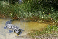 CNS0262 Crocodylus moreletii.jpg